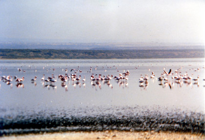 flamingos.jpg
