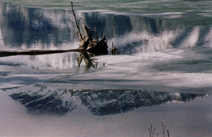 mtn-stump(2).jpg